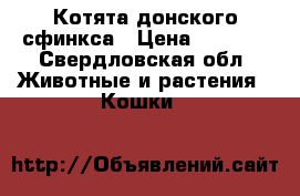 Котята донского сфинкса › Цена ­ 2 000 - Свердловская обл. Животные и растения » Кошки   